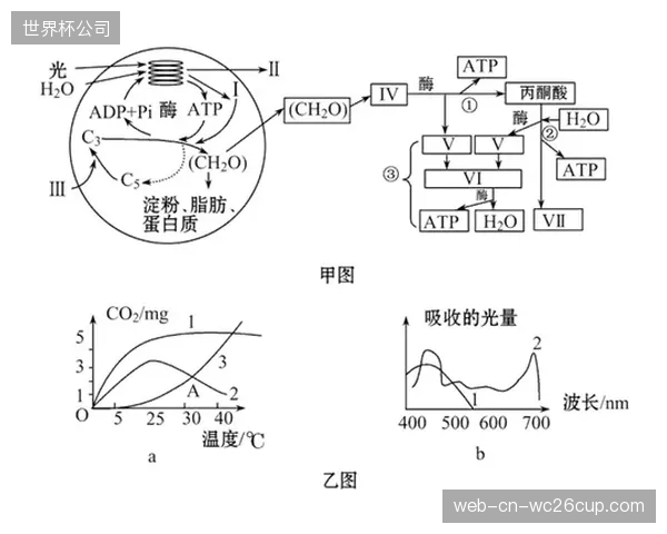生理适应性成晋级关键，雷格拉吉需科学规划训练强度。